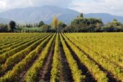 Private Colchagua Valley wine tour all inclusive from Santiago