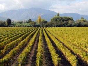 Private Colchagua Valley wine tour all inclusive from Santiago