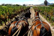 Laura Hartwig Vineyard Wine Tasting and Tour