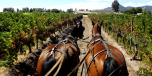 Laura Hartwig Vineyard Wine Tasting and Tour