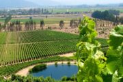 Veramonte Vineyard Tour